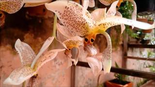 Orquídea Stanhopea Oculata [upl. by Anawot]