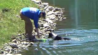 Watch a Trained Dog Scare Canada Geese from a Lake [upl. by Ignacio]