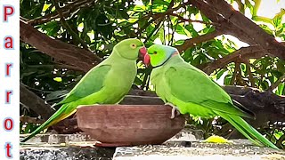 Funny Talking Ringneck Parrot Sound 🦜 Woodpecker call Dove 20 Minutes Parrots feeding compilation🦜 [upl. by Ruscio]