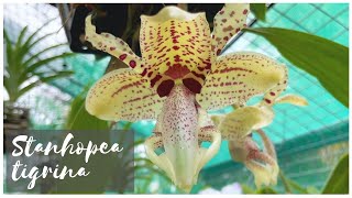 Stanhopea orchid care  HUGE FRAGRANT blooms on Stanhopea tigrina [upl. by Rossi]