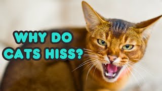 Why Do Cats Hiss 4 Reasons Why Cats Hiss  Cat Hissing Explained [upl. by Seena349]