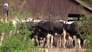 200 verwaarloosde koeien in beslag genomen in Ureterp [upl. by Anillek]