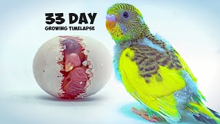 Growing Budgerigar Babies  Growth Stages For 33 Days [upl. by Rebna]