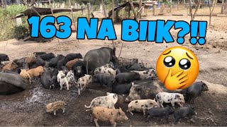 Ang dami ng biik natin sa 4A Animal Farm [upl. by Alket]