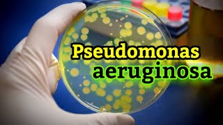 Ultimate Guide to Pseudomonas aeruginosa Causes Symptoms Treatment and Prevention English [upl. by Annora119]