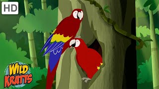 The Scarlet Macaw  One of the Worlds Largest Parrots  Wild Kratts [upl. by Adohr270]