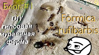 Formica rufibarbis  DIY формикарий из гипса  кормление и охота племени руфибарбисов [upl. by Ballou]