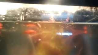 Super Rare Dwarf Platy Fish Please help me know what to do [upl. by Eissej]