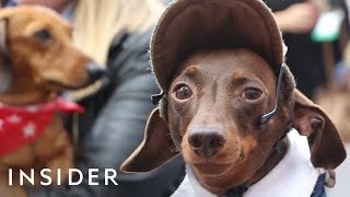 Hundreds Of Dachshunds Joined A ‘Sausage Walk’ In London [upl. by Chalmer554]