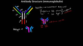 Immunology  Epitopes [upl. by Joey]