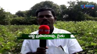 Successful mixedintercrops farming by Prasad Rao Khammam district  Express TV [upl. by Irroc]