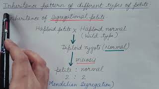 Extranuclear Inheritance by Mitochondria Inheritance pattern of Petite Mutant Genetics [upl. by Ariamo]