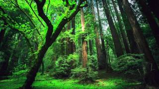 Peru Amazon Ayahuasca Shamanic Songs [upl. by Chelsie]