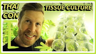 Tissue Culture 101  How to Acclimate Monstera Thai Constellation Micropropagation [upl. by Akeenat]