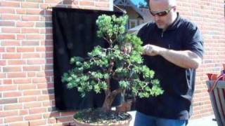 Bonsai  Gestaltung Sylvestris  TEIL 2  Merlin [upl. by Asilet]