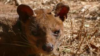 Fossa closeup [upl. by Dicky]