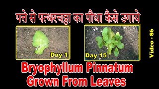 Bryophyllum pinnatum plantHow to grow from miracle leaves [upl. by Imiaj]