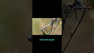 Dragonflies Natures Pest Controllers [upl. by Namsu]