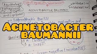 Acinetobacter Baumannii  Quick Revision  Bacteriology in Hindi [upl. by Benildis100]