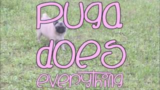 Puga does everything 10 minutes [upl. by Nerraj398]