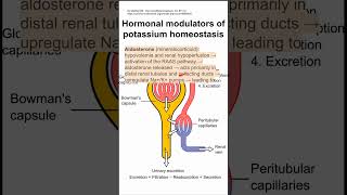 Hormonal modulators of potassium homeostasis [upl. by Leaj]