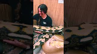 SNAKE LAND 🐍🤣 These are all female reticulated pythons usashorts usa thereptile shorts [upl. by Conlan]