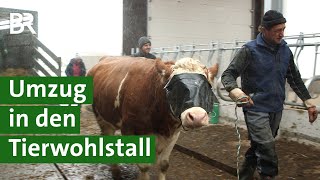 Mehr Tierwohl für Kühe Umzug von der Anbindehaltung in den Kompostierungsstall  Unser Land  BR [upl. by Kata]