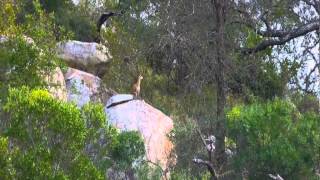 Klipspringer versus Eagle [upl. by Elam]