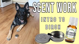 Intro to Birch Scent  Training K9 Scentwork Nosework Sport Detection [upl. by Sapienza]