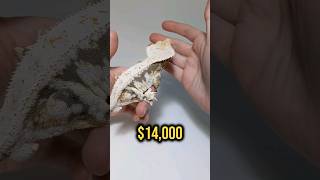 Why Was This Gecko Once Worth 14000 [upl. by Ahsonek130]