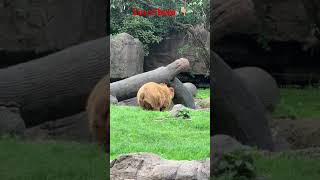 Oso negro y oso pardo en zoológico de Chapultepec [upl. by Ayikahs157]