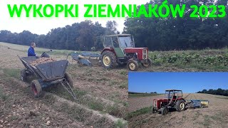 WYKOPKI ZIEMNIAKÓW 2023• URSUS C360 Z KOPACZKĄ W AKCJI• RODZINNE WYKOPKI [upl. by Barnett]