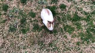 Rabbit hears a loud noise [upl. by Mouldon]