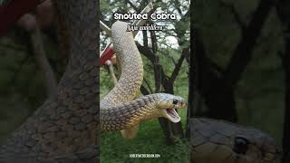 🐍 Snouted Cobra Naja annulifera Defensive Behavior 🐍 [upl. by Chapman484]