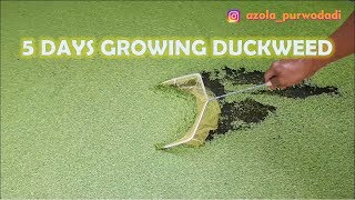 The Growth of Duckweed Day by Day  Growing Duckweed in 5 Days [upl. by Hoebart904]