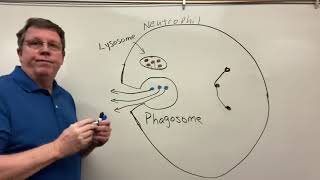 Phagocytosis Neutrophils amp Macrophages [upl. by Ellenaej]