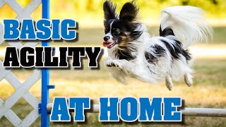 Teach Basic Agility To Your Dog At Home [upl. by Aineles]