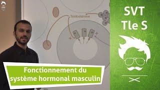 Sexualité et procréation  Contrôle hormonal masculin  SVT  1ère SESL [upl. by Pablo]