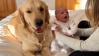 Golden Retriever Meets Newborn Baby For The First Time Cutest Ever [upl. by Dur]