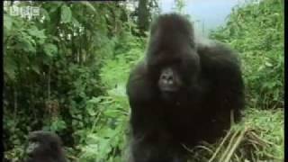 Remembering the first encounter with a silverback gorilla   Attenborough  BBC wildlife [upl. by Aillimac]