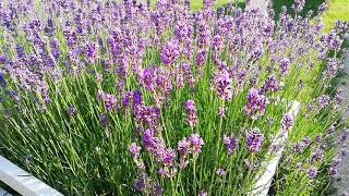 Lavandula angustifolia Munstead in Flower [upl. by Eeliah]