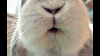 Listen to the Bunny Purr [upl. by Oeramed]