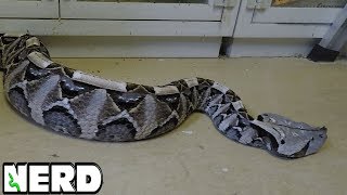 Gabino viper  a hybrid between venomous Gaboon viper and Rhinoceros viper Uganda [upl. by Hsinam]