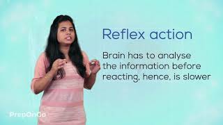 Control and Coordination 3 Control and Coordination in Humans  What are reflex actions  Class 10 [upl. by Tuesday]