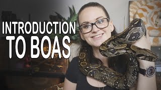 INTRODUCTION TO BOAS Meet my boas and general information [upl. by Yojal]