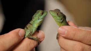 4 Cool Facts about Basilisks  Pet Reptiles [upl. by Nnyrb171]