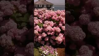 chatham usahydrangea festivalгортензія flowers садгортензий shorts гортензия садмечтысад [upl. by Ailaro294]