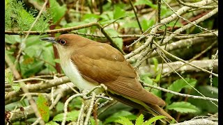 Cuckoos  Pat ONeil Video Bird IDs [upl. by Eberhard]