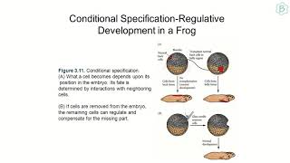 Basic Concepts of Developmental Biology with Practice Question for CSIRNET [upl. by Camey]