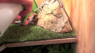 How To Hydrate Your Bearded Dragons [upl. by Uwton828]